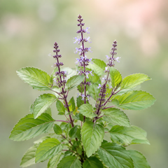 Tulsi